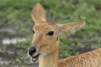 Bohor reedbuck