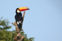 Ramphastos toco