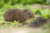 Brazilian guinea pig