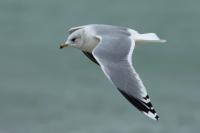 Larus canus