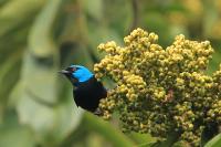 Dacnis venusta