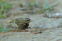 Anthus hodgsoni