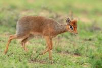 Kirk's dik-dik