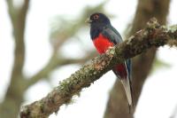 Trogon surrucura