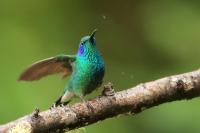 Colibri thalassinus