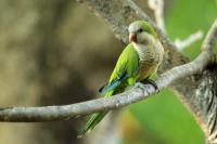 Argentina fauna