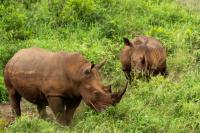 White rhinoceros