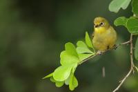 Zosterops senegalensis