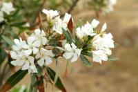 Cyprus FLORA