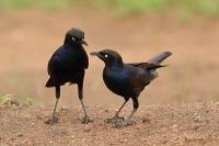 Lamprotornis purpuroptera