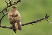 Buteo buteo vulpinus 