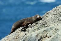 New Zealand sea lion