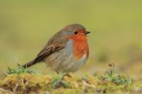 Ireland - fauna