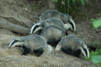 European badger