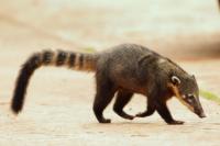 South American coati