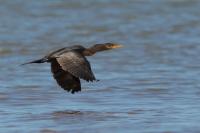 Phalacrocorax brasilianus