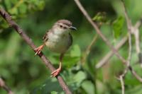 Prinia inornata