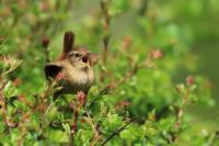 Ireland - fauna