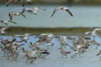 Calidris tenuirostris