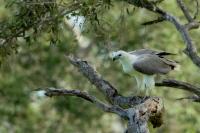 Haliaeetus leucogaster