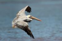 Pelecanus occidentalis