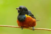 Euphonia pectoralis