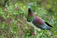 New Zealand -fauna