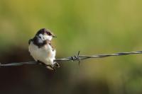 Hirundo albigularis