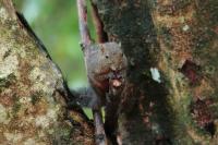 Indian palm squirrel