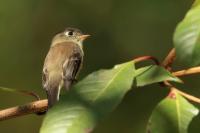 Empidonax atriceps