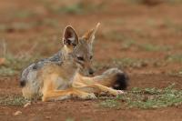 Black-backed jackal