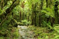 Landscape South Island