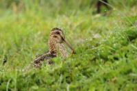 Gallinago paraguaiae