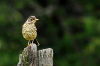 Turdus falcklandii