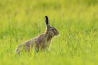 European hare