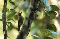 Picus chlorolophus