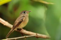 Muscicapa muttui