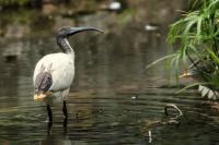 Threskiornis molucca