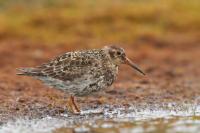 Calidris maritima