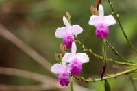 Sri Lanka - Flowers