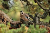 Garrulus glandarius atricapillus