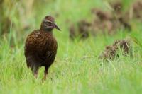 Gallirallus australis