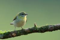 Leiothlypis peregrina