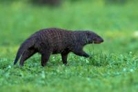 Banded mongoose