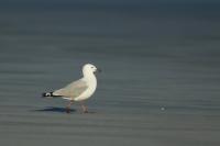 Larus bulleri 