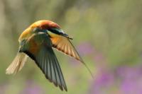 Merops apiaster