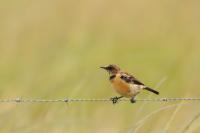 Saxicola bifasciata