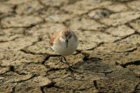 Calidris ruficollis