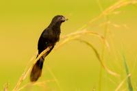 Crotophaga sulcirostris