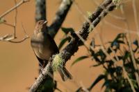 Turdus plebejus